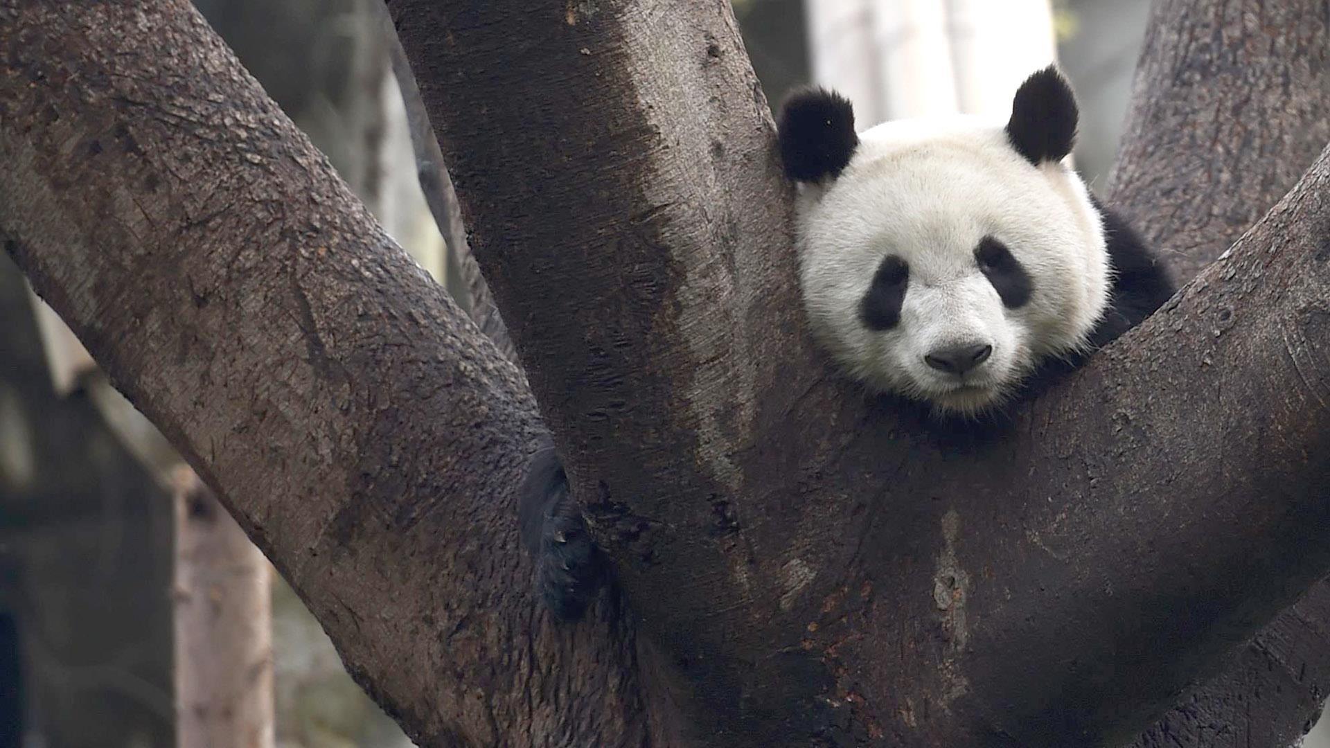 Panda языки. Дурная Панда. Панда с высунутым языком. Панда балуется. Панда высунув язык.