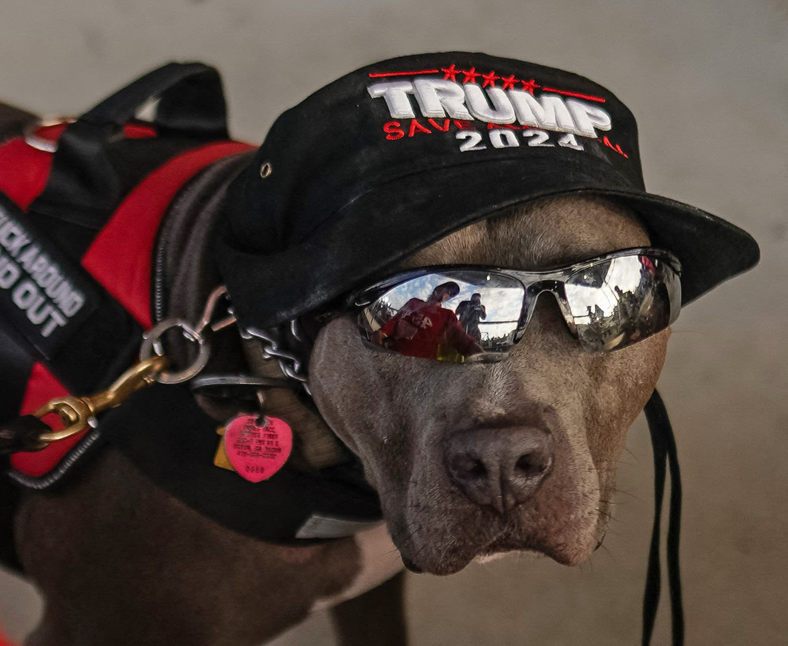A service dog named Buddy is seen in a "Trump 2024" hat at a campaign event in Macon, Ga., on Nov. 3, 2024.