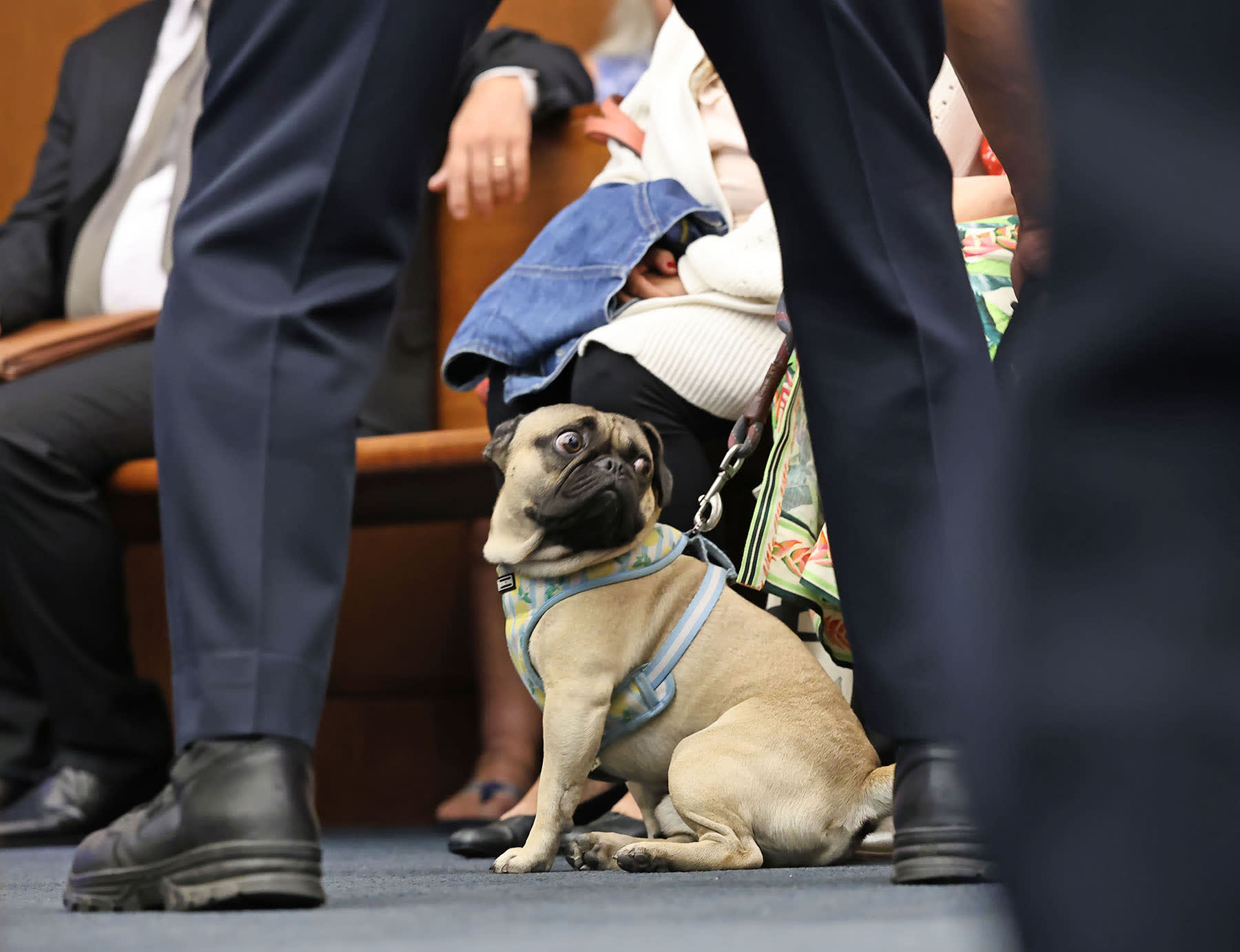 A service dog, "Achilles," who accompanied a spectator into the courtroom at the murder trial of Lindsay Clancy in Plymouth, Mass., on August 26, 2026.