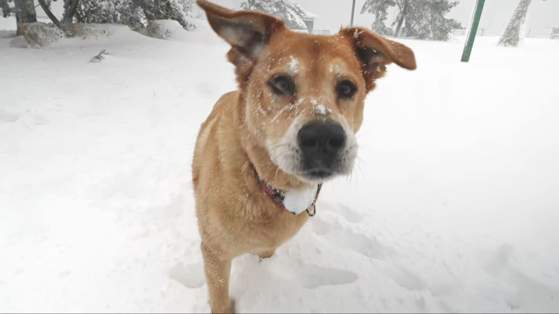 Holly Golightly enjoys the snow today.