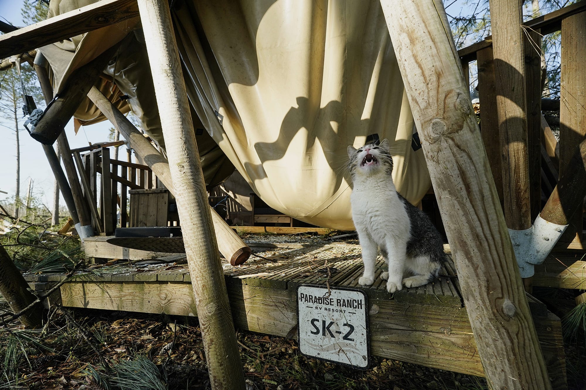 A cat cries out while sitting in front of a destroyed cabin