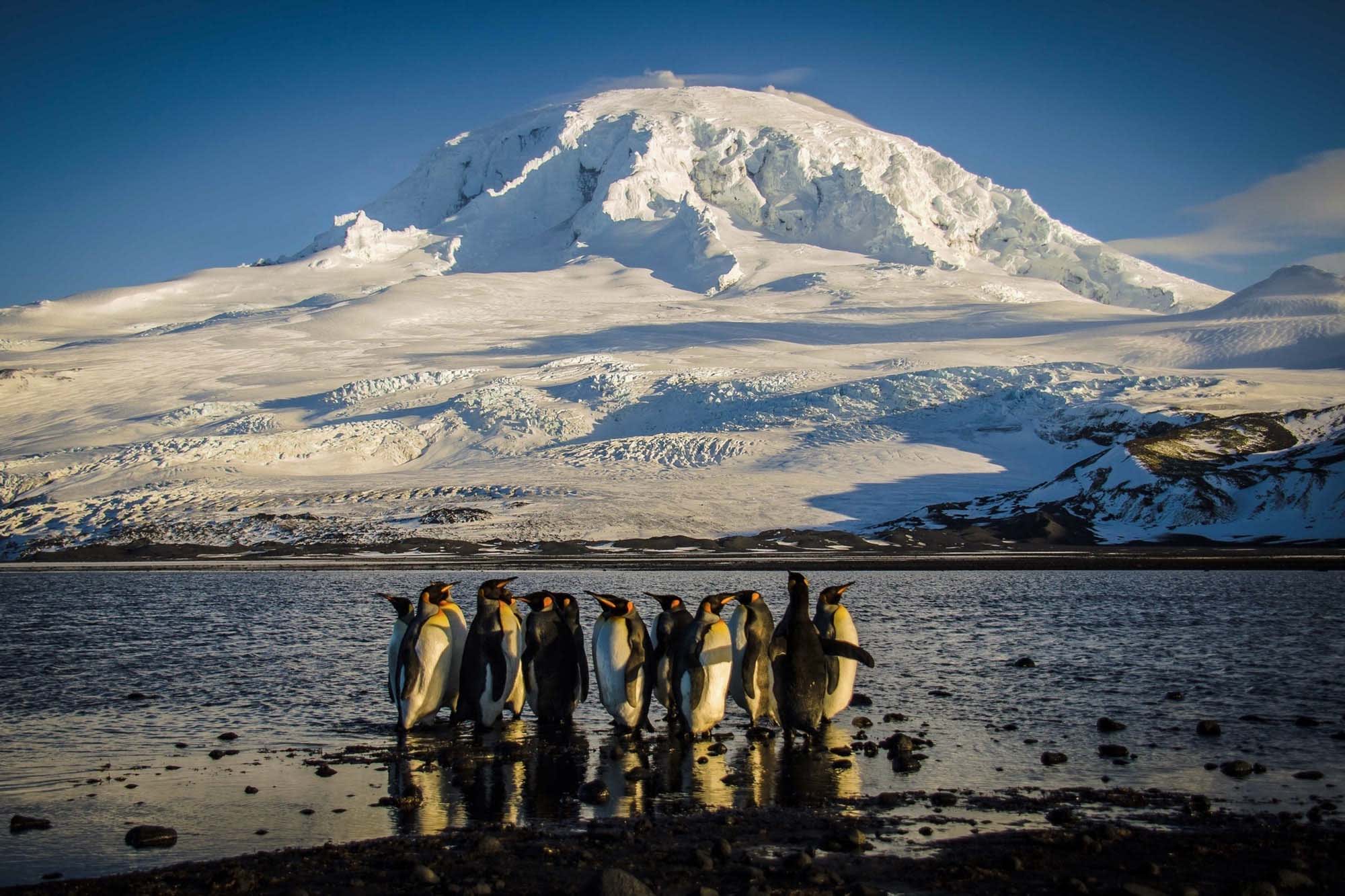 A waddle of King penguins standing on the shores of the Australian territory of Heard Island.
