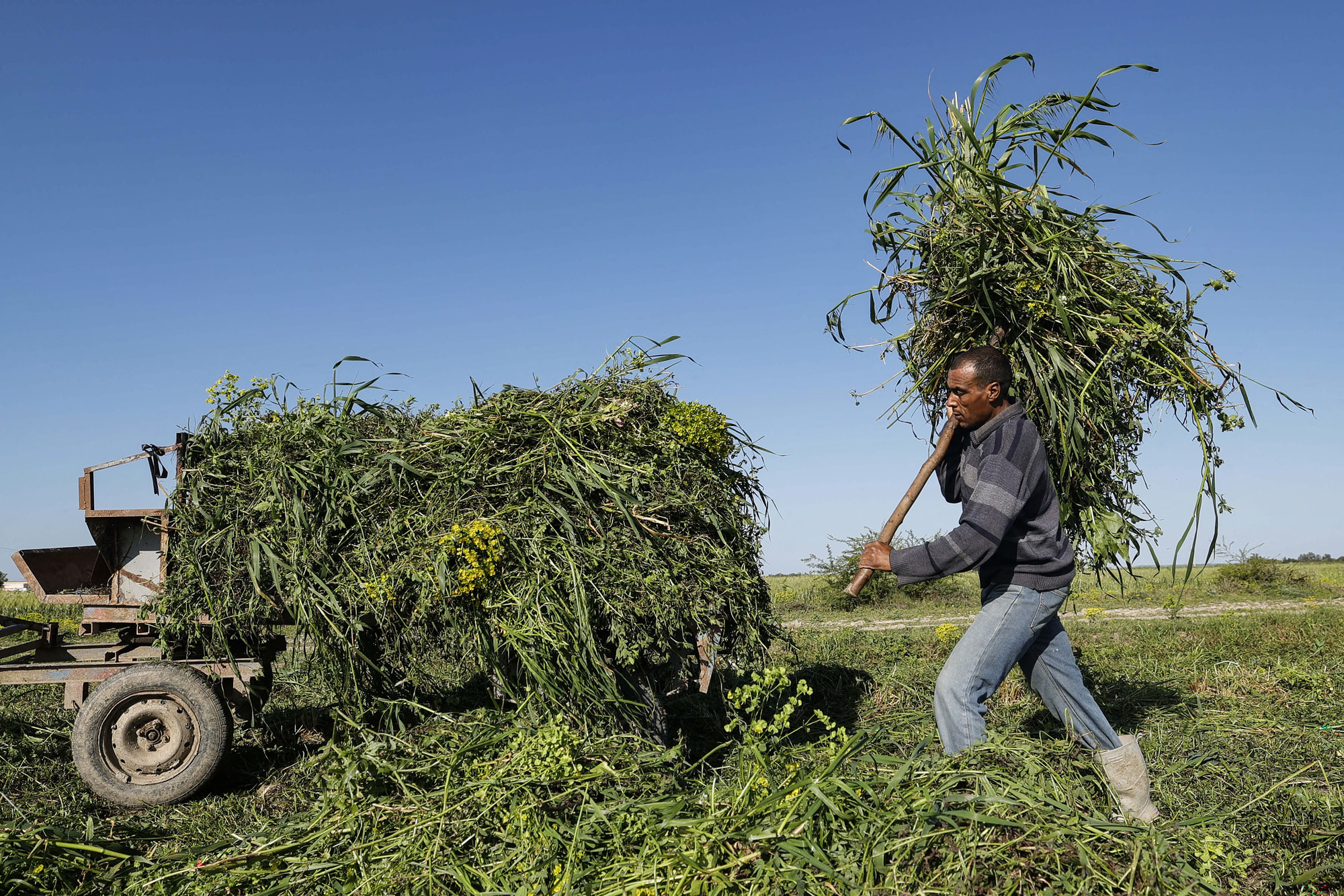 A farm worker tends to a field outside, carrying a large bundle plants on his shoulder