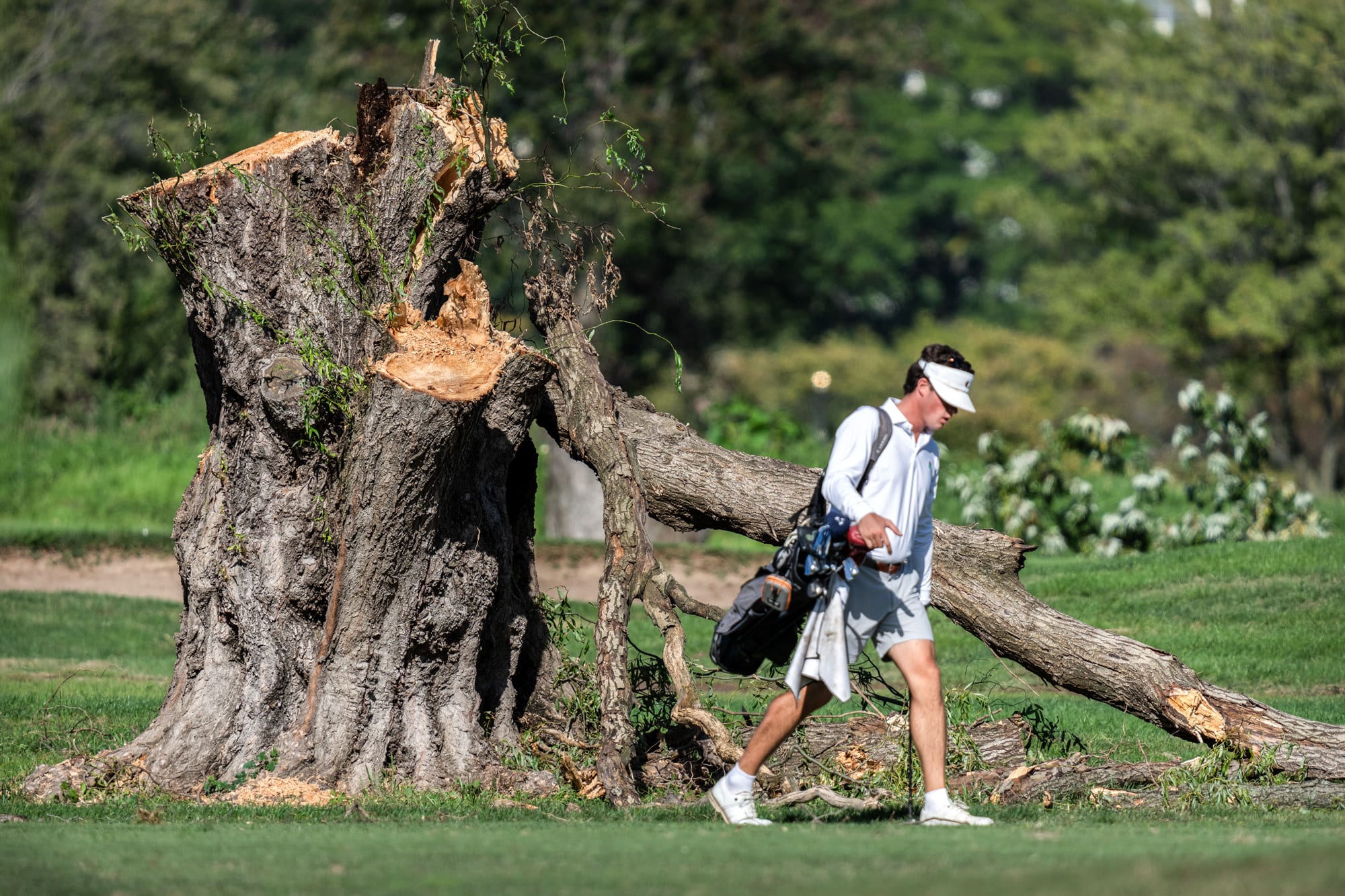 A golfer walks past the stump of a large tree outside on the golf course while carrying a bag of golf clubs