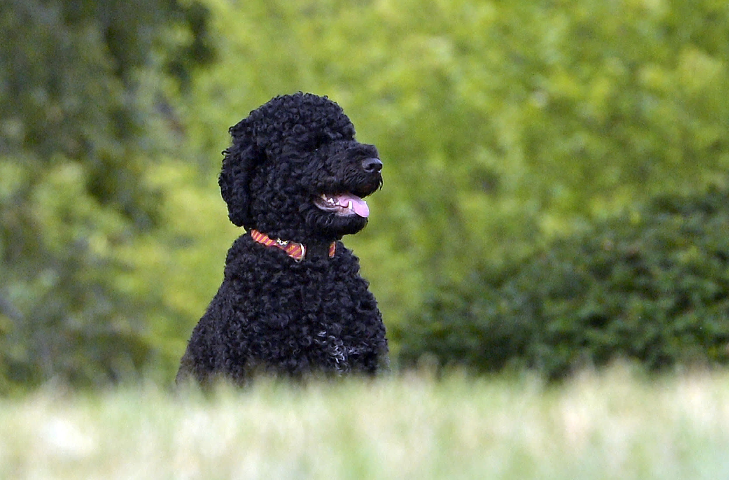 President Barack Obama's family dog, Sunny,