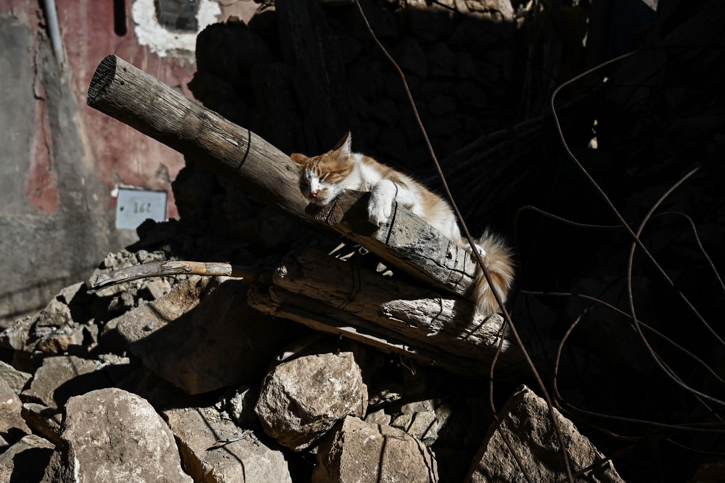 Morocco earthquake animals