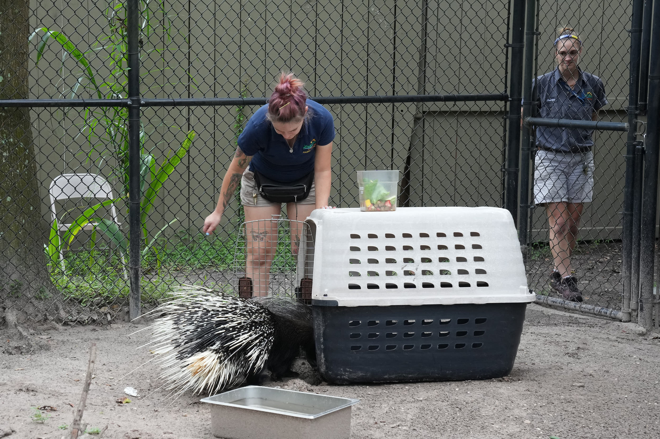 The zoo has several hurricane-proof buildings where it plans to move all of its animals in the next few hours. "We hope they suffer as little stress as possible, that's always our goal," Burns explains. In a small enclosure, two zookeepers lure a porcupine into a cage by feeding it pieces of carrot and strawberry. Once the animal is enclosed, they carefully lift it into a golf cart and take it under cover.