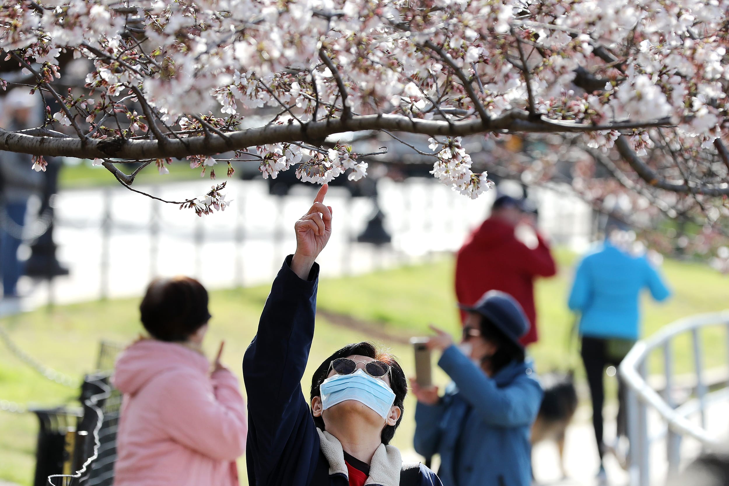 Tourists continue to visit the Tidal Basin on Wednesday as peak bloom for the cherry trees approaches in Washington, D.C.