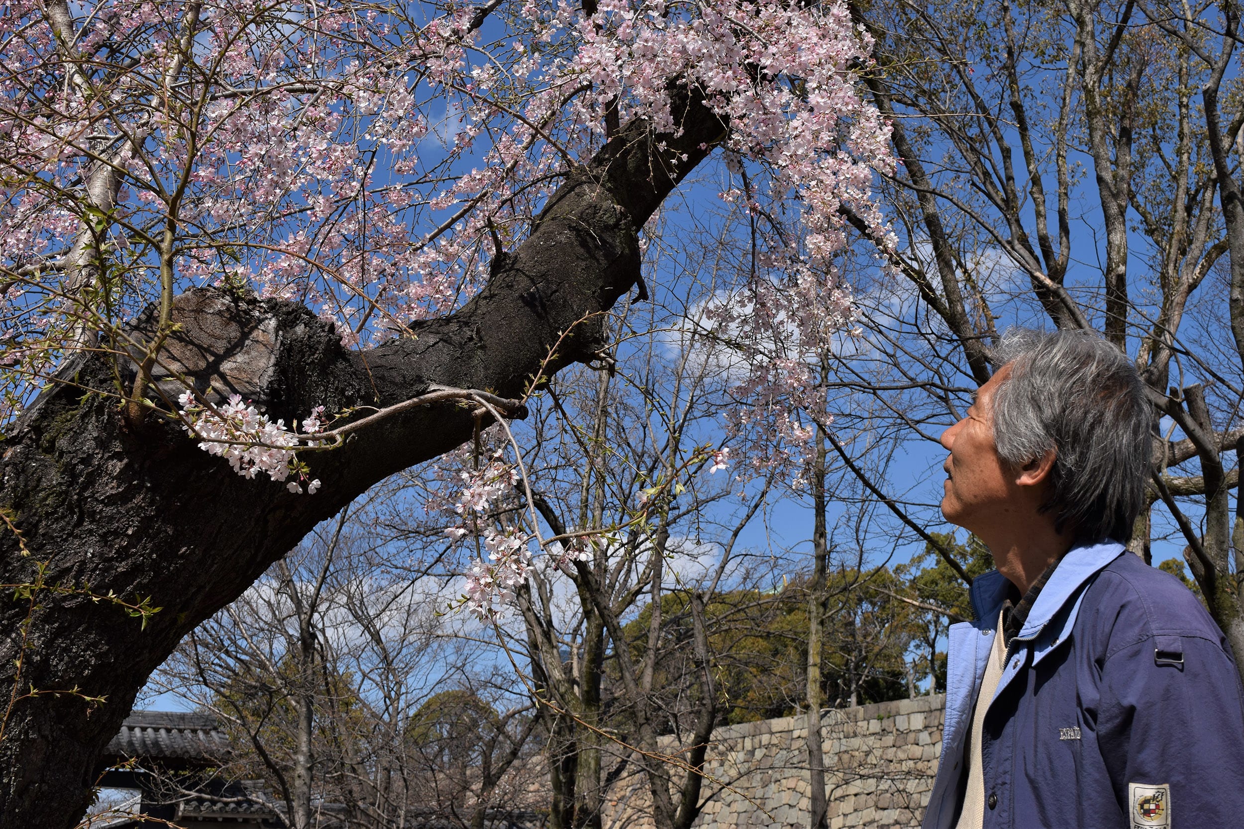 Image: Osaka native Hiroshi Nakajima, 65, gazes at the cherry blossoms in Osaka Park, in Osaka, Japan.