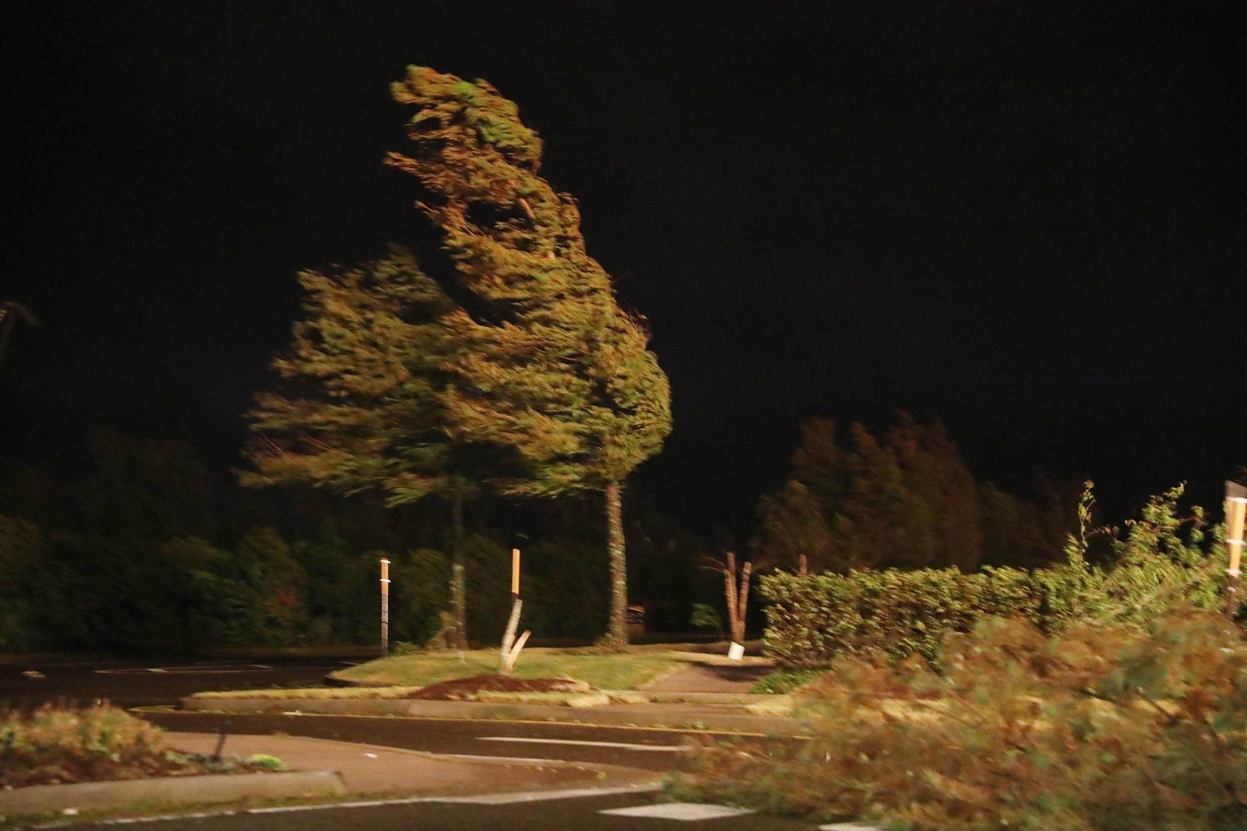 Image: A tree blows in the winds from Hurricane Laura near the Golden Nugget Hotel on Aug. 27, 2020 in Lake Charles, Louisiana.