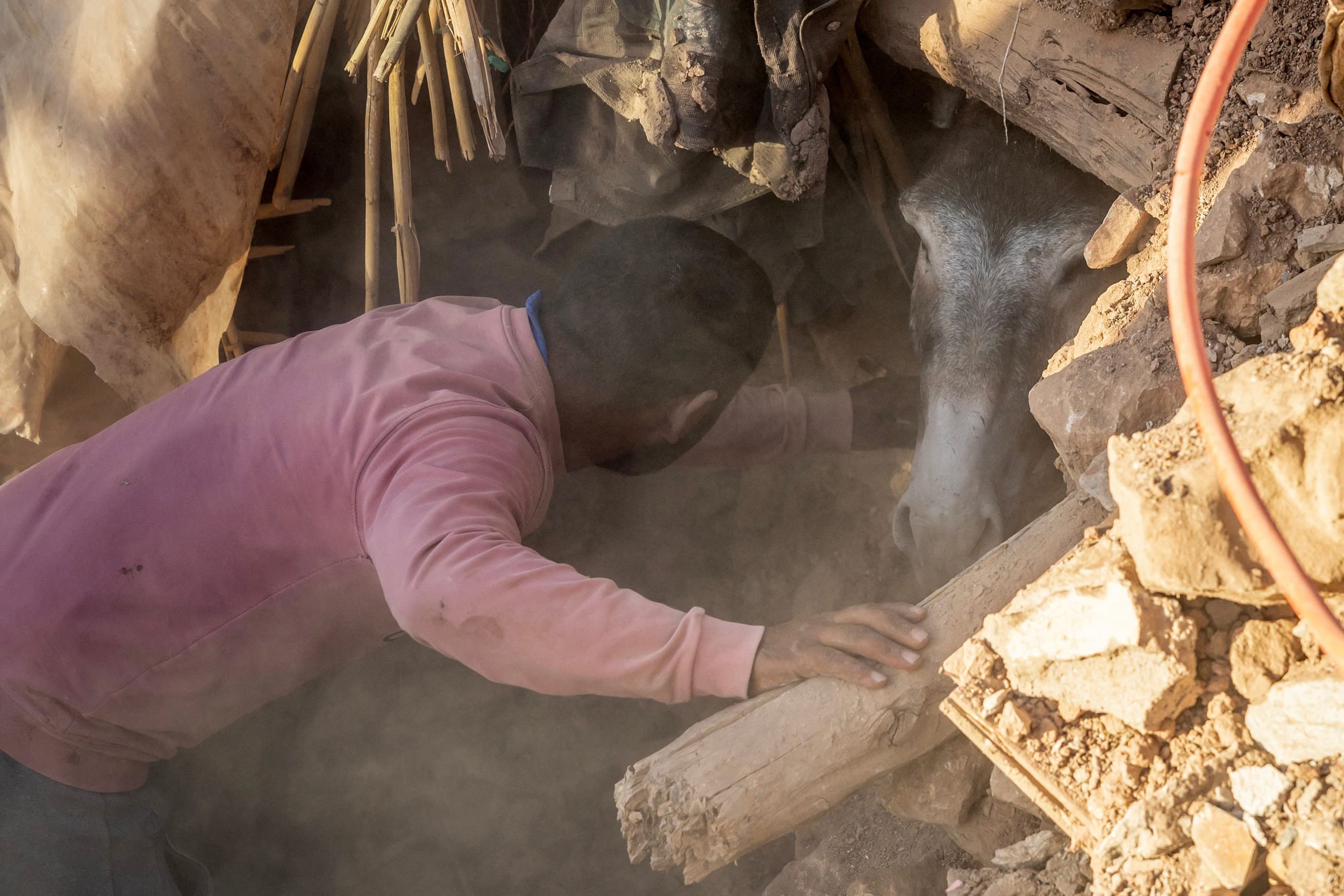 Morocco Donkey Rescue