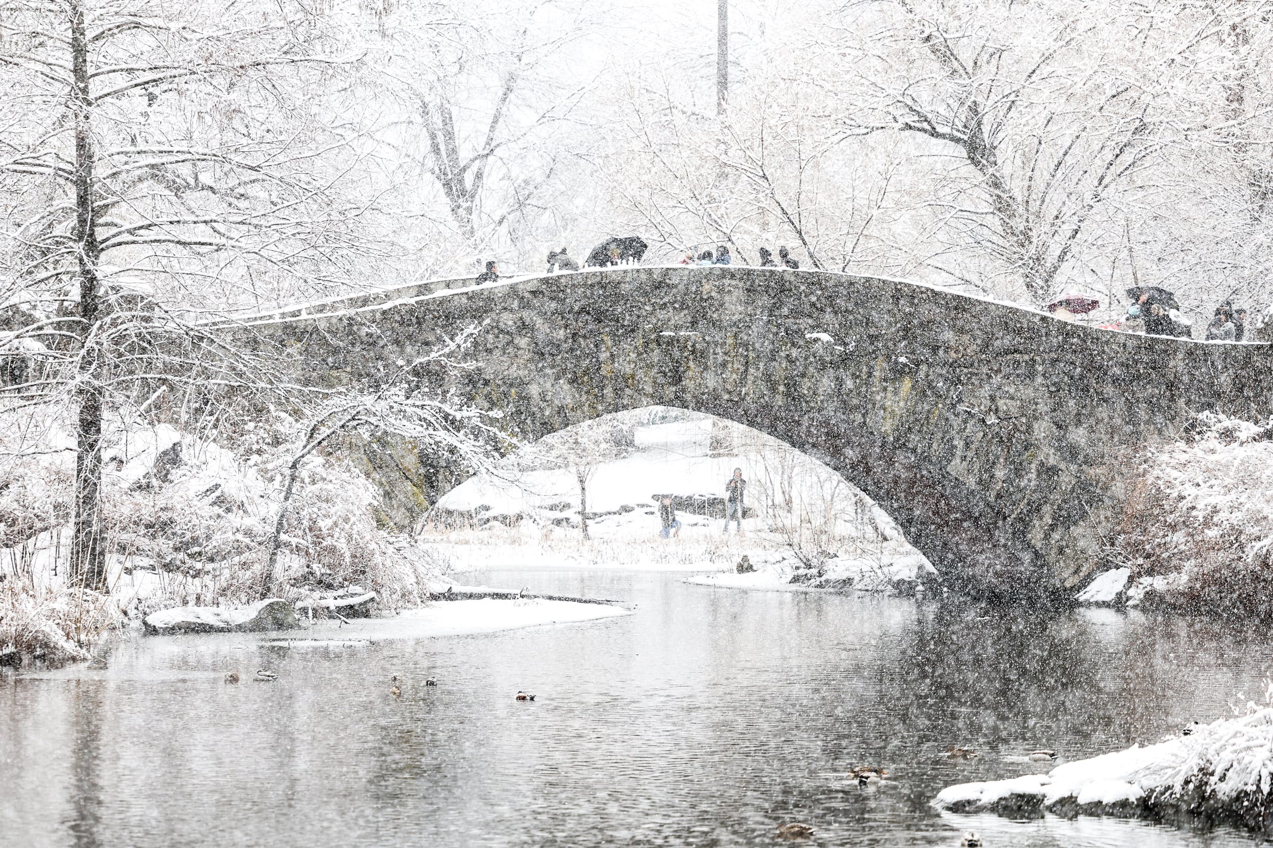 People walk through the falling snow in New York's Central Park on Feb. 13, 2024.