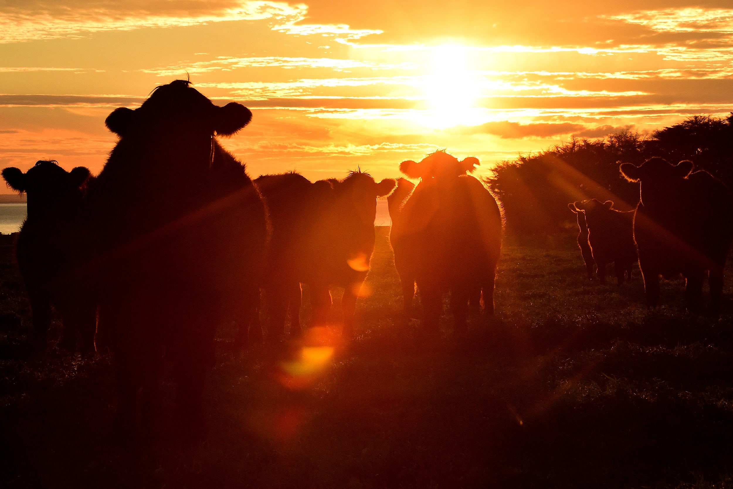 President Donald Trump's trade tariffs on close ally Australia are "not the act of a friend" and will hurt the two nations' relationship, Prime Minister Anthony Albanese said on April 4, 2025.