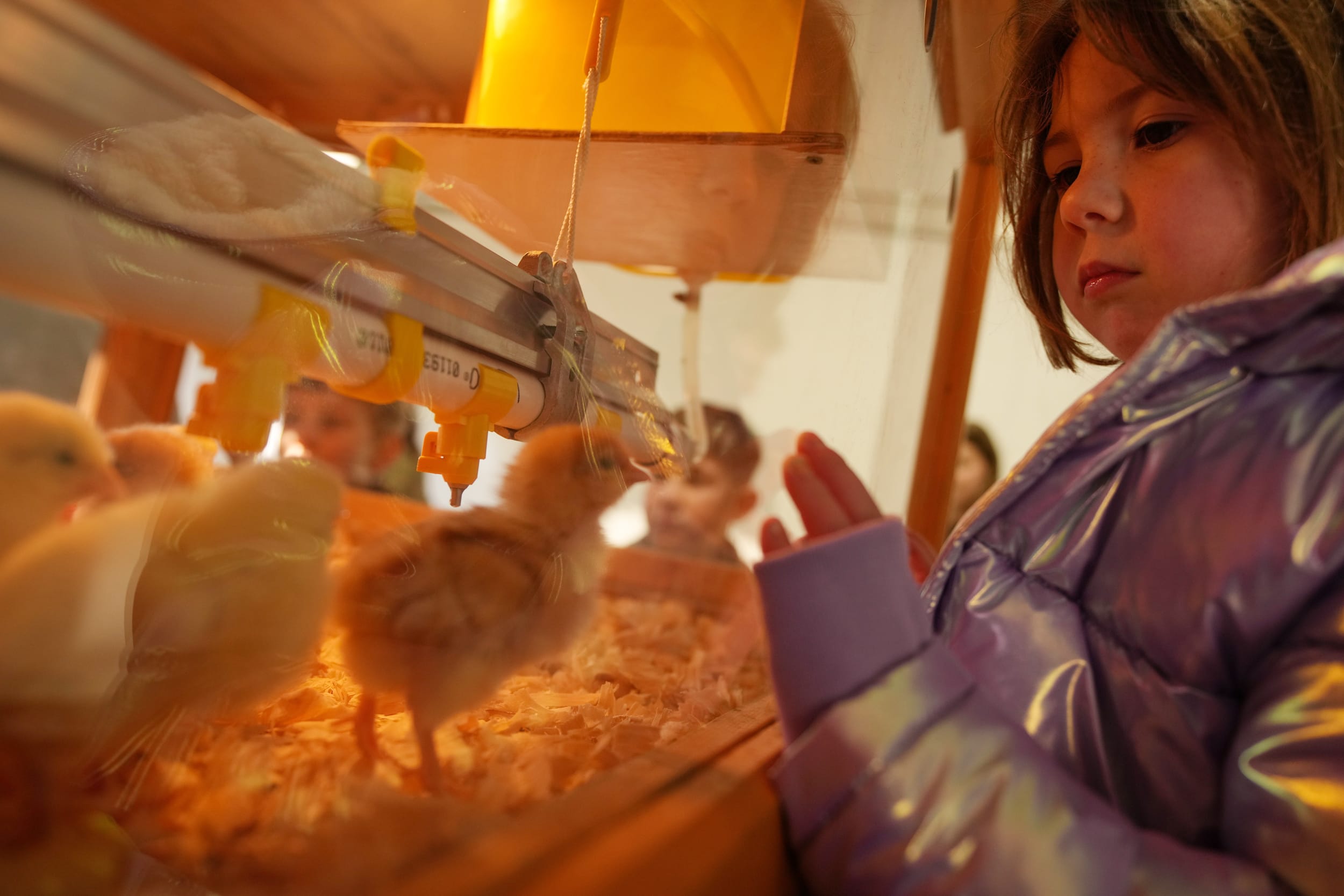 Young guests get an up close view of baby chicks on the South Lawn of the White House during the annual Easter Egg Roll on April 06, 2026.