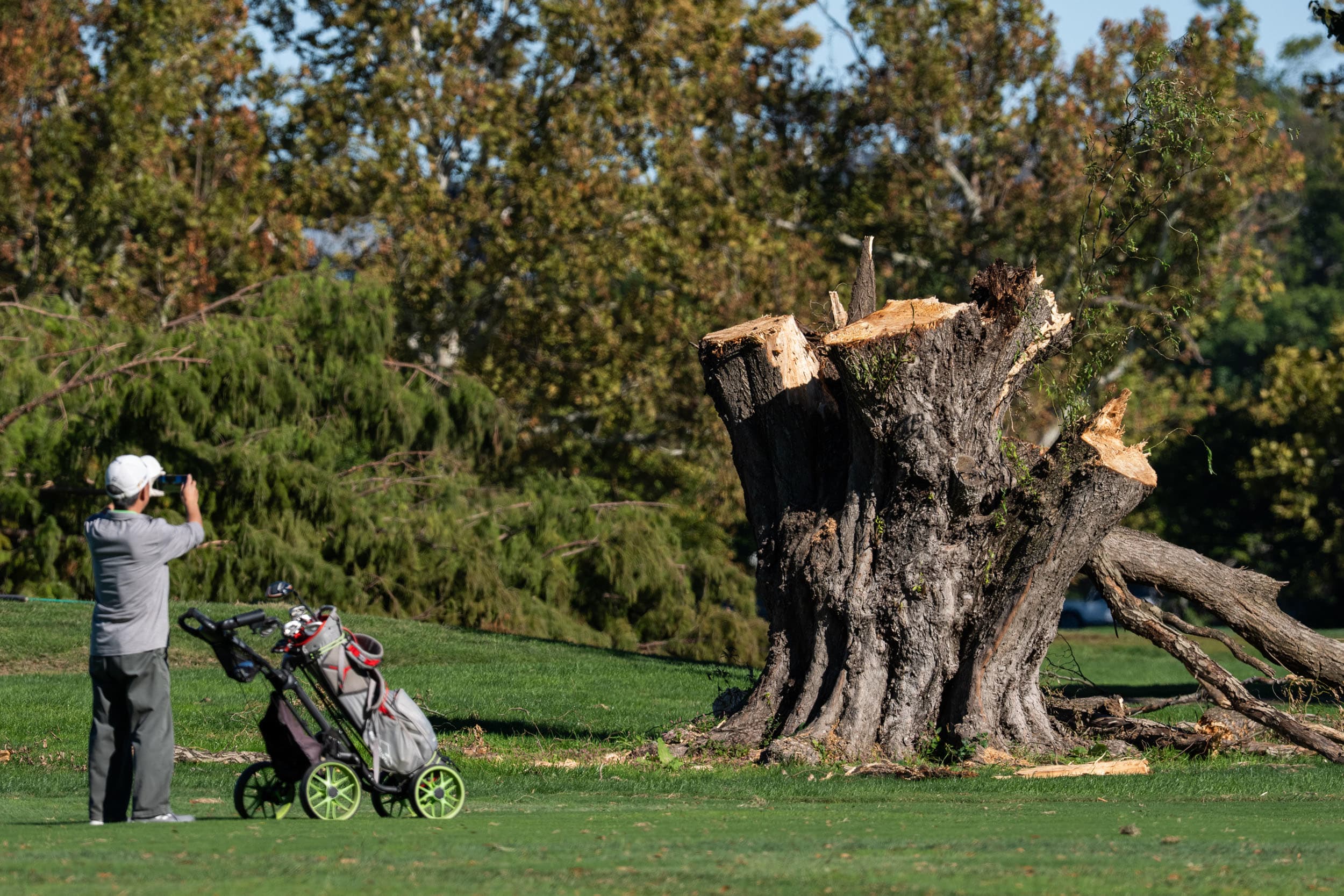 A golfer near a cut tree at East Potomac Golf Links