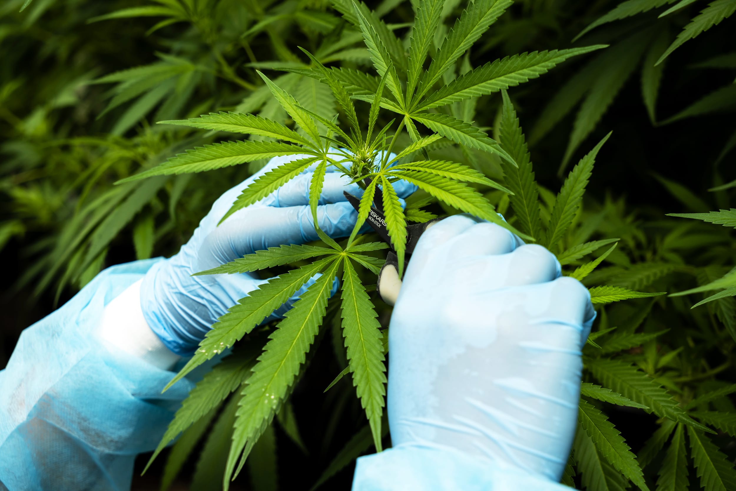 A worker trims cannabis plants inside a greenhouse