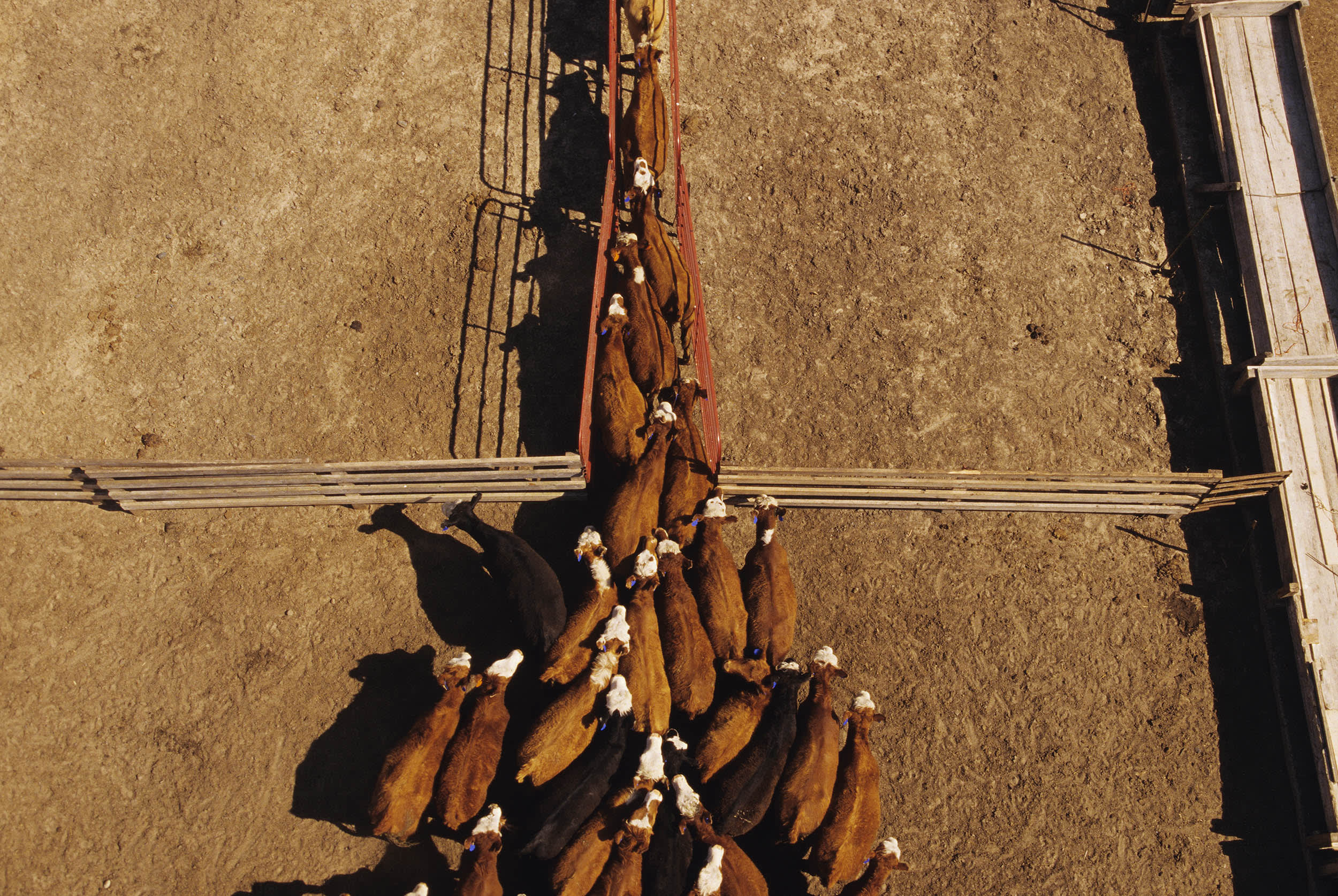 Overhead view of a mixed herd of beef cattle