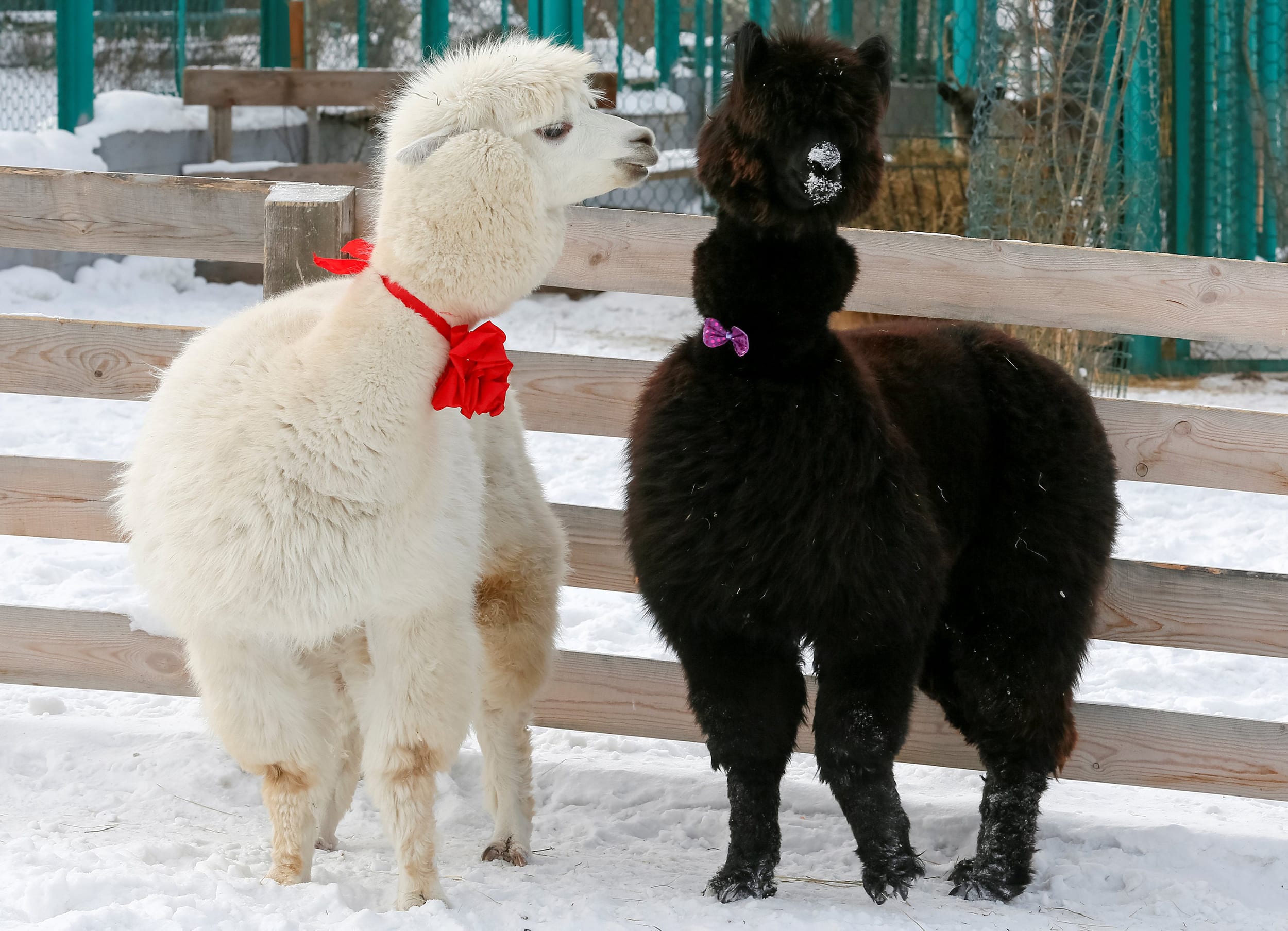 Image: Alpacas, male Romeo (L) and female Juliette, walk inside their open air enclosure at the Roev Ruchey Zoo in Krasnoyarsk, Russia