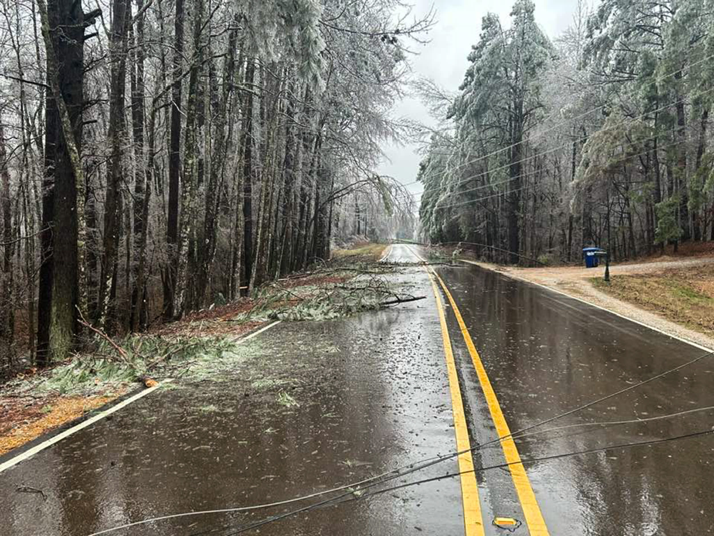 Downed trees and power lines in Winona, MS.