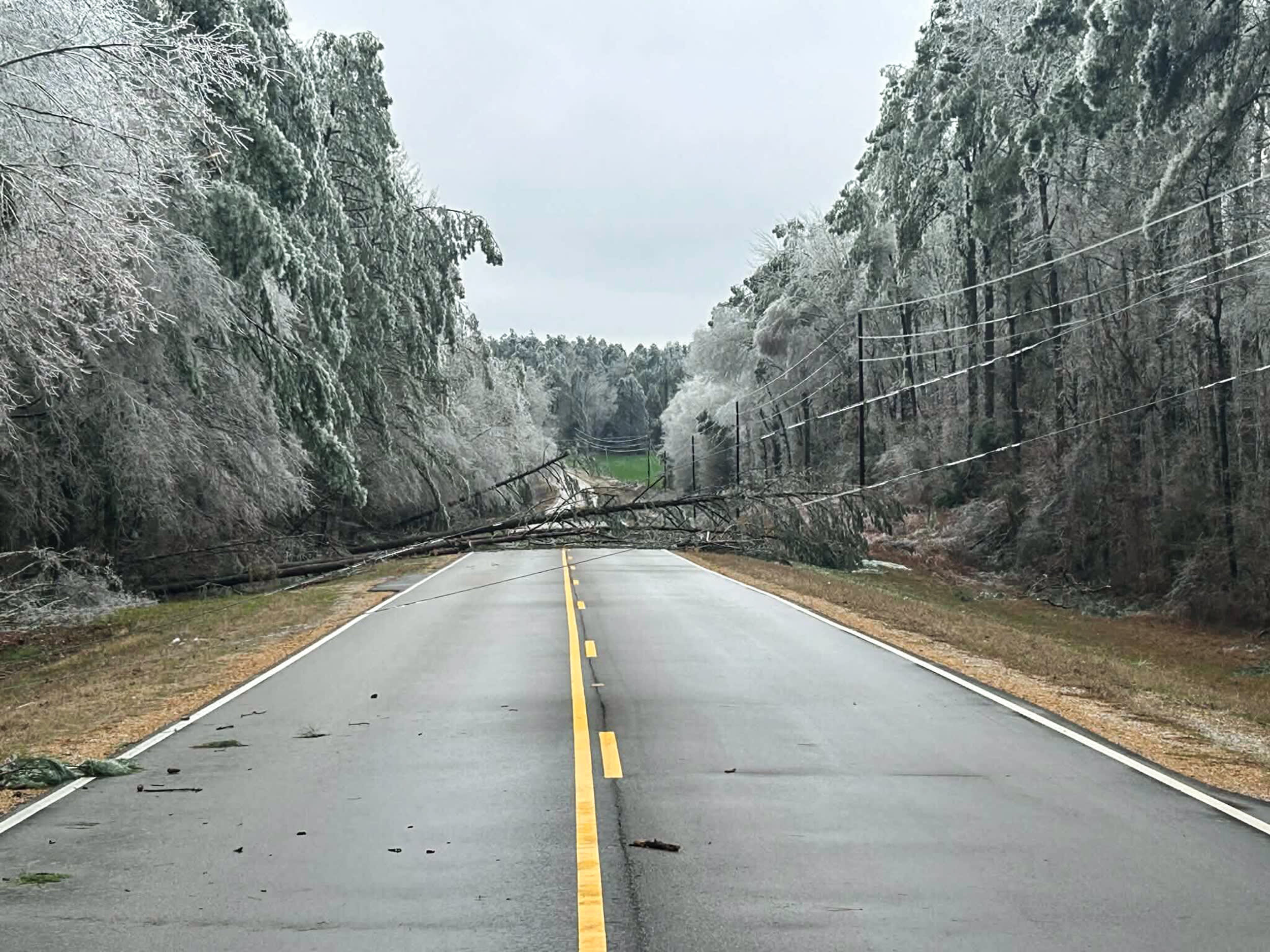 Downed trees and powerlines in Winona, MS