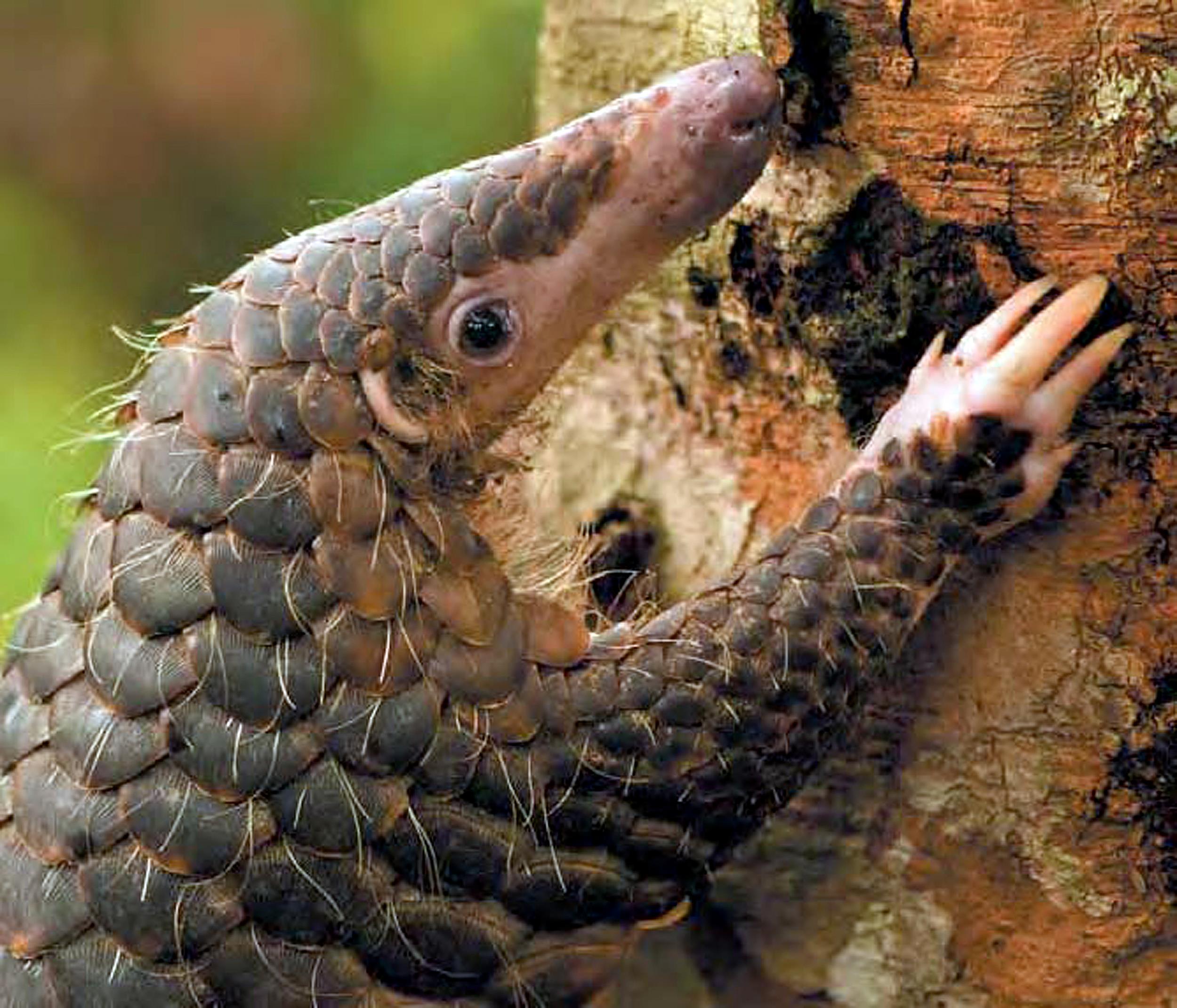 Image: A Malaysan pangolin
