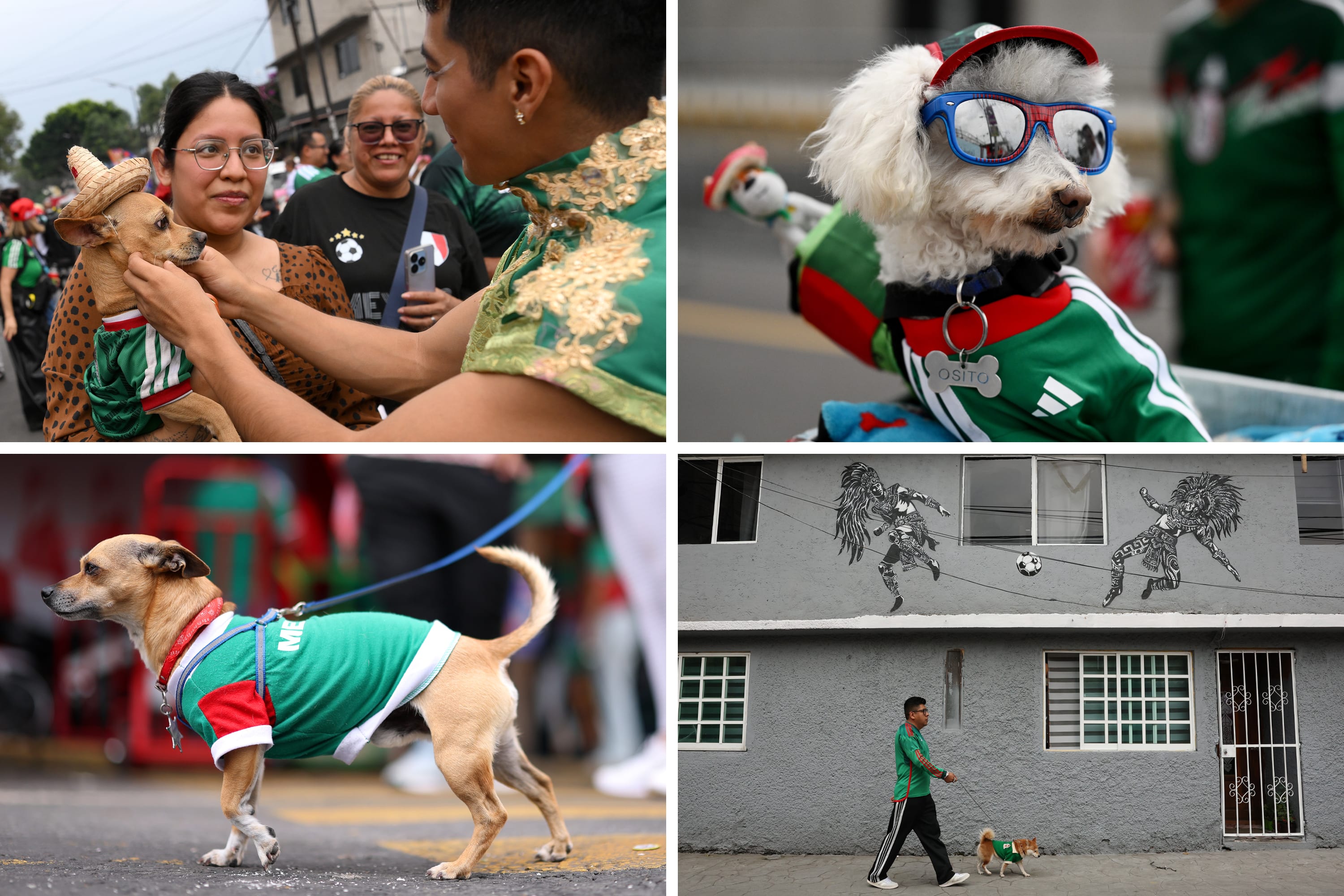 Various pets are seen wearing Mexico's colors in Mexico City.