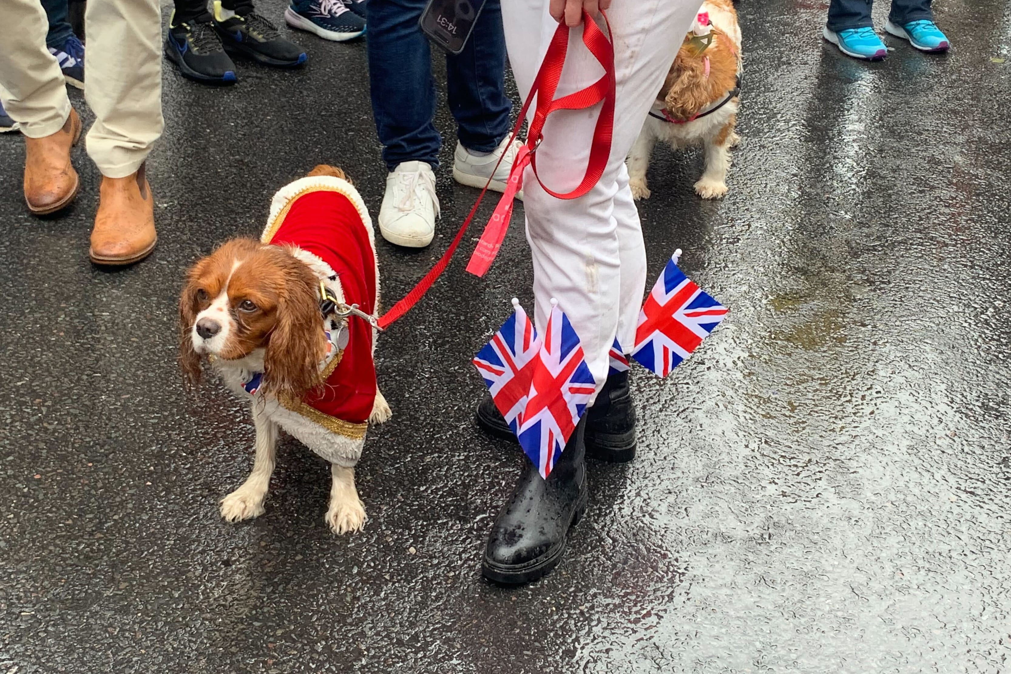 King Charles spaniels are soaked by heavy rain during a party to celerate the coronation of King Charles along the King's road in Chelsea, London on May 6, 2023.