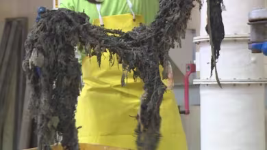 Experts say don't flush anything but toilet paper