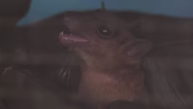 How the coronavirus spread from animals to humans