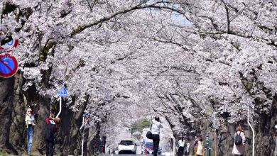 Japan's cherry blossoms provide relief from coronavirus pandemic