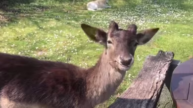 Bob the fawn adopts family, pet dog during coronavirus lockdown