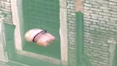 Watch: Jellyfish glides along Venetian canal as water transparency improves
