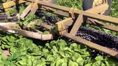 Romaines worth $1 million plowed up after coronavirus lockdown hits demand