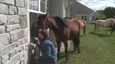 Horses make window calls during uplifting visit to Indiana nursing home