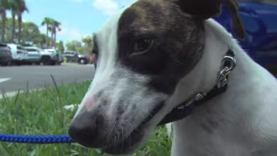 Social distancing stressful for pets as well as their humans