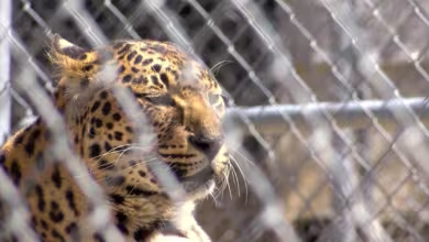 Nevada zoo struggles to keep animals fed after closing due to coronavirus