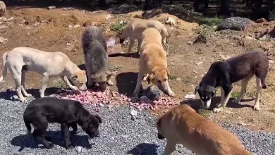 Dogs abandoned in increasing numbers during COVID-19 pandemic, activists say