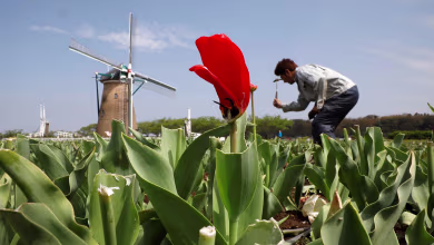 Japanese park beheads 100,000 tulips amid coronavirus state of emergency