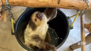 While zoos are closed to the public, keepers care for animals big and small