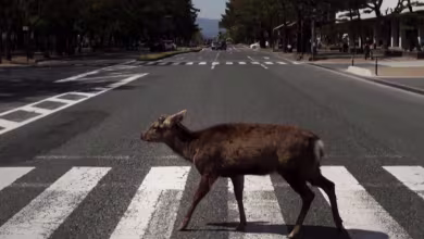 Inside look at the environmental impact of global lockdown