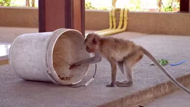 Slim pickings for monkey temple residents as COVID-19 hits tourism