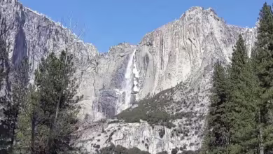 Coronavirus impact: Environment thrives as people follow stay-at-home orders