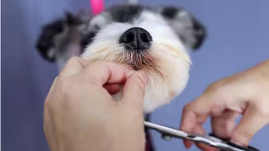 Grooming parlors reopen after lockdown for Bangkok's pampered pooches