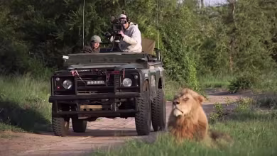 Virtual safari company sees huge increase in business after coronavirus lockdown