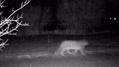 Rare snow leopards seen prowling near Kazakh city during lockdown