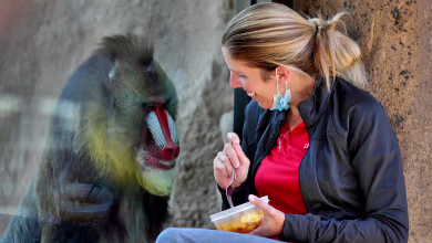 How one deserted zoo's animals are coping with loss of contact