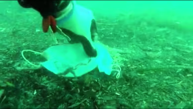 Disposable gloves, masks found lying on seabed by environmental campaigners