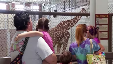 Theme parks and zoos begin to reopen with coronavirus restrictions