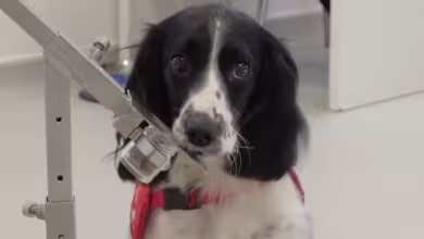 British charity trains dogs to be coronavirus first responders