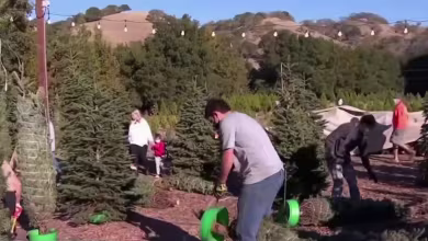 Christmas tree delivery services see a boost amid pandemic